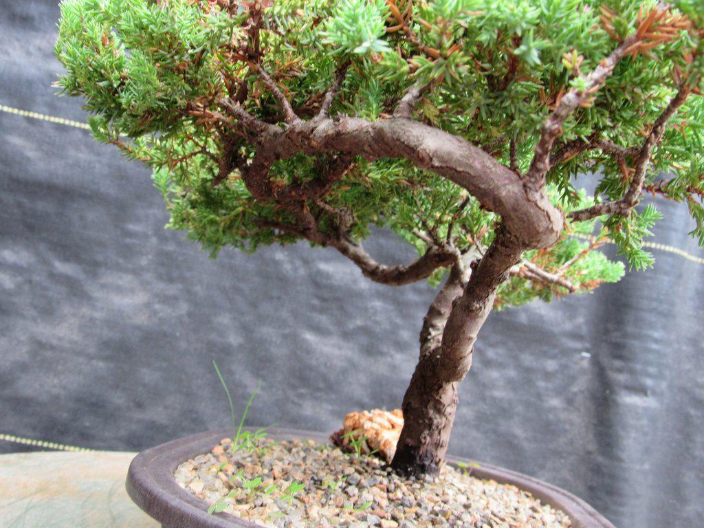 21 Year Old Double Upright Juniper Specimen Bonsai Tree Side