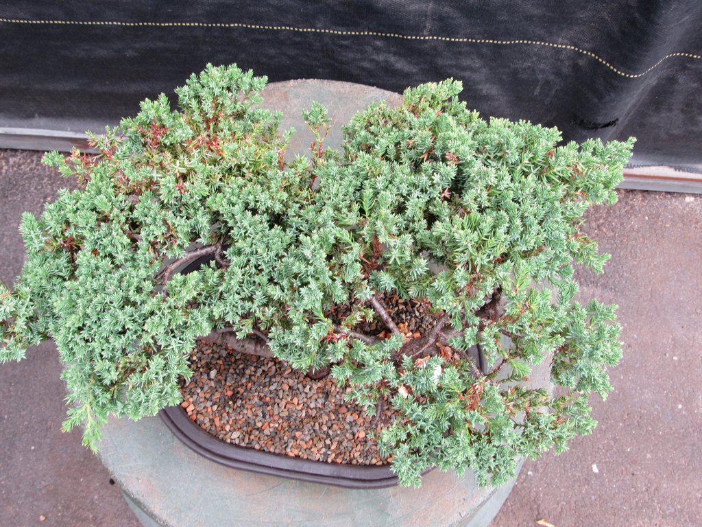 21 Year Old Double Upright Juniper Specimen Bonsai Tree Canopy
