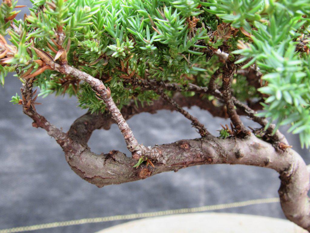 21 Year Old Double Upright Juniper Specimen Bonsai Tree Foliage