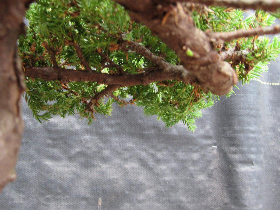 21 Year Old Double Upright Juniper Specimen Bonsai Tree Branches