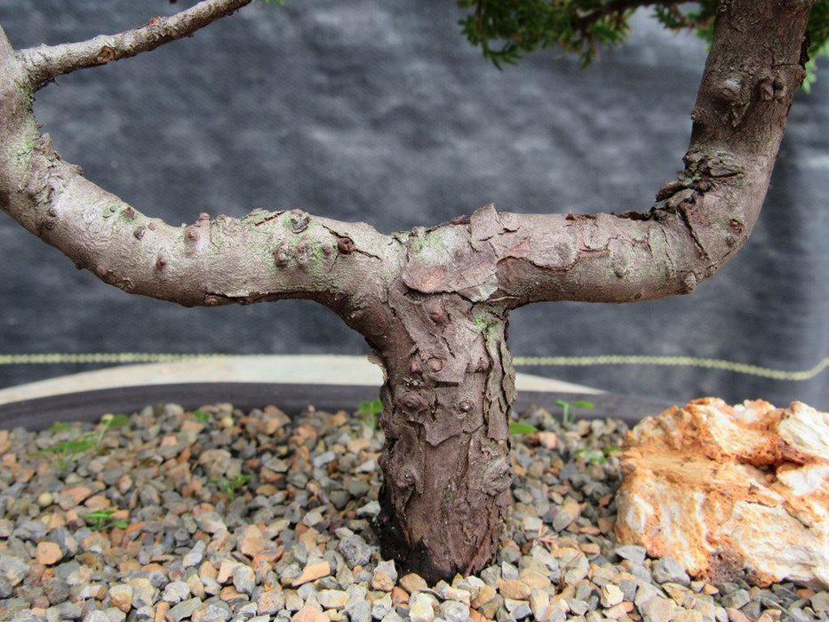 21 Year Old Double Upright Juniper Specimen Bonsai Tree Split Trunk
