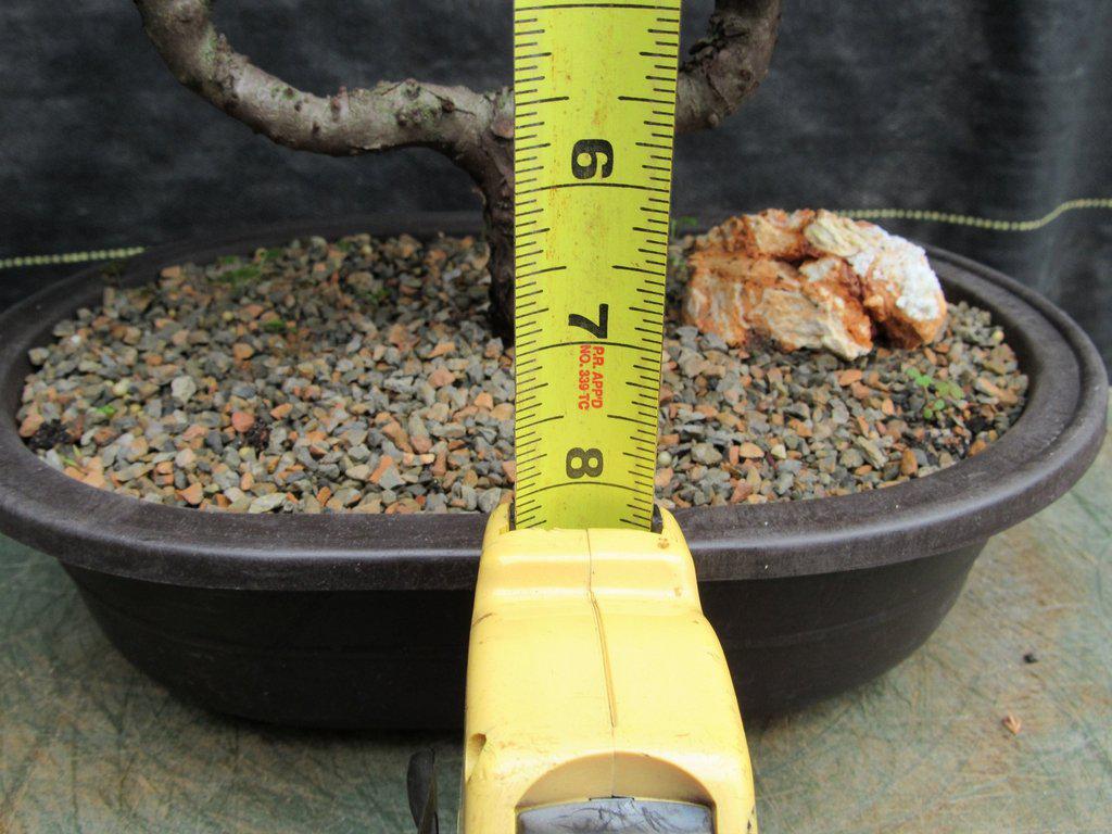 21 Year Old Double Upright Juniper Specimen Bonsai Tree Size