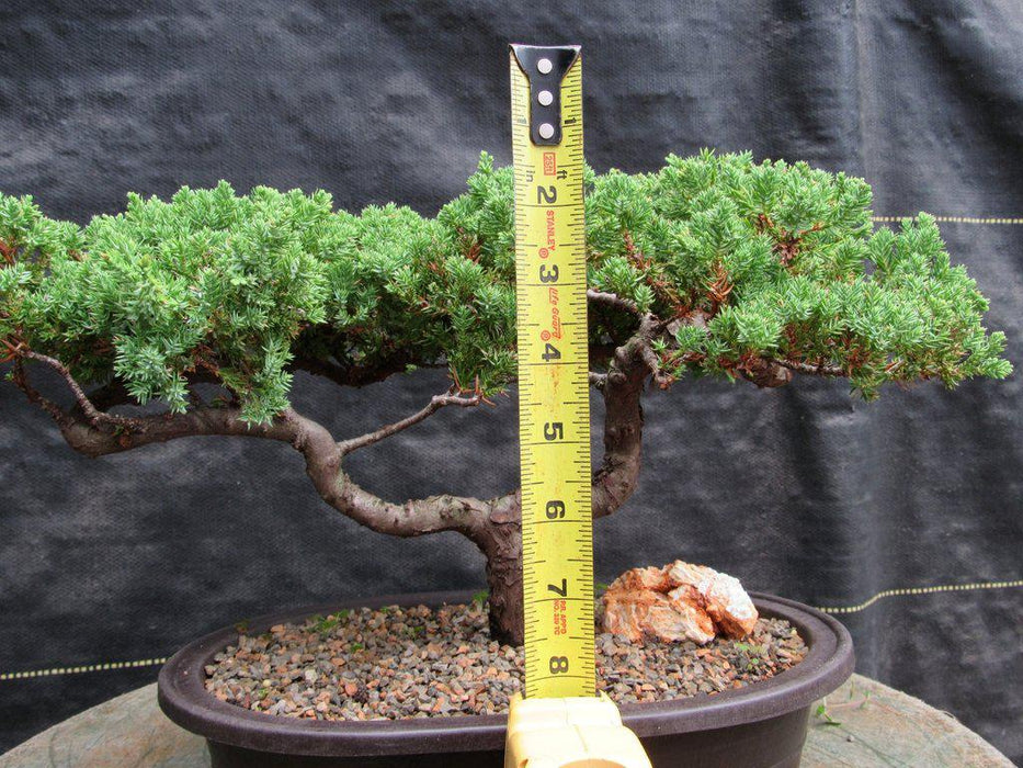 21 Year Old Double Upright Juniper Specimen Bonsai Tree Height