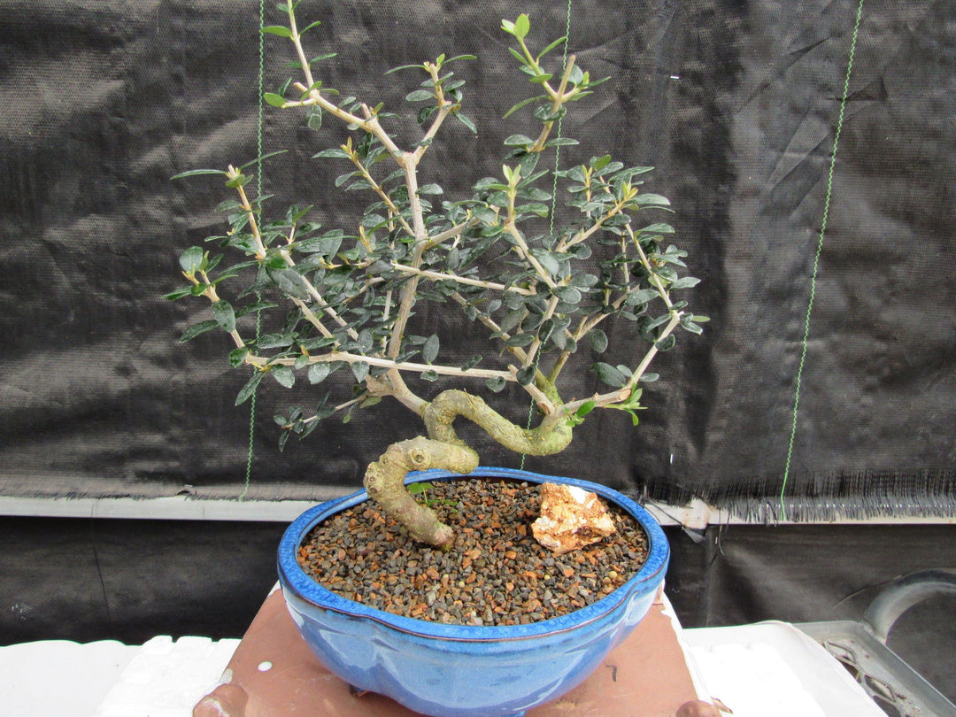 21 Year Old European Olive Coiled Trunk Style Specimen Bonsai Tree Profile