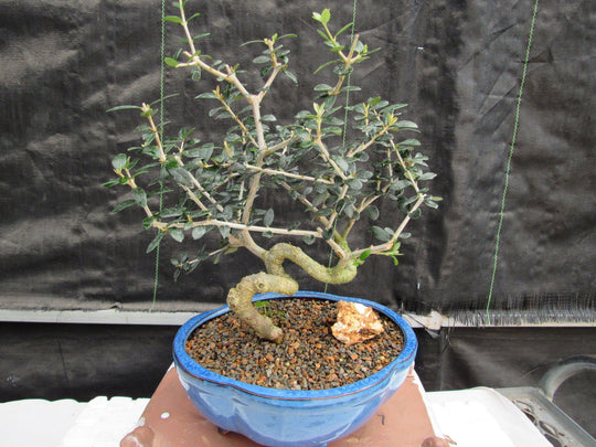 bonsai style olive trees 21 Year Old European Olive Coiled Trunk Style Specimen Bonsai Tree