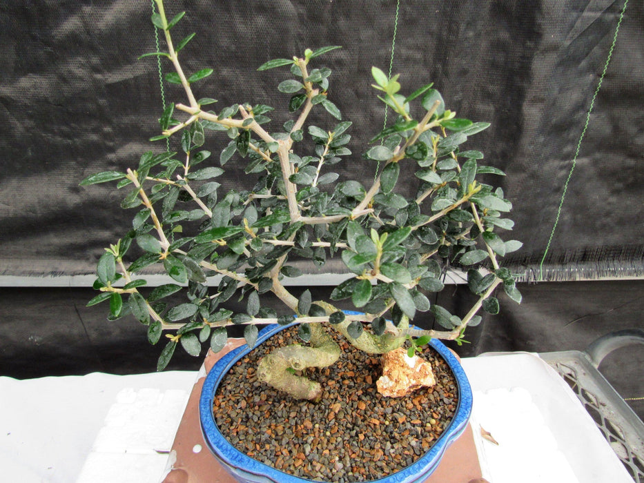 21 Year Old European Olive Coiled Trunk Style Specimen Bonsai Tree Top