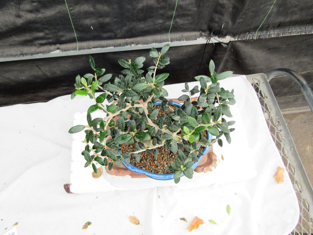 21 Year Old European Olive Coiled Trunk Style Specimen Bonsai Tree Top Down