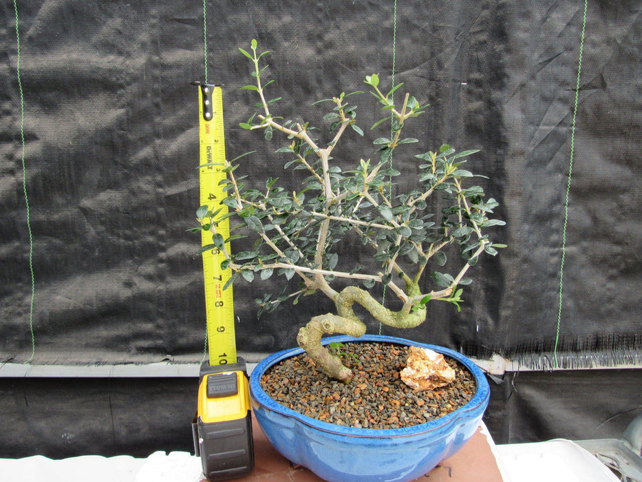 21 Year Old European Olive Coiled Trunk Style Specimen Bonsai Tree Height