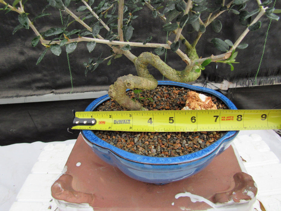21 Year Old European Olive Coiled Trunk Style Specimen Bonsai Tree Size