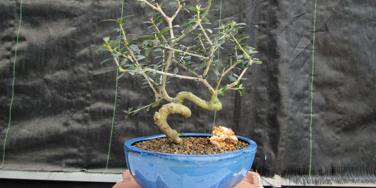 olive tree bonsai styles 21 Year Old European Olive Coiled Trunk Style Specimen Bonsai Tree