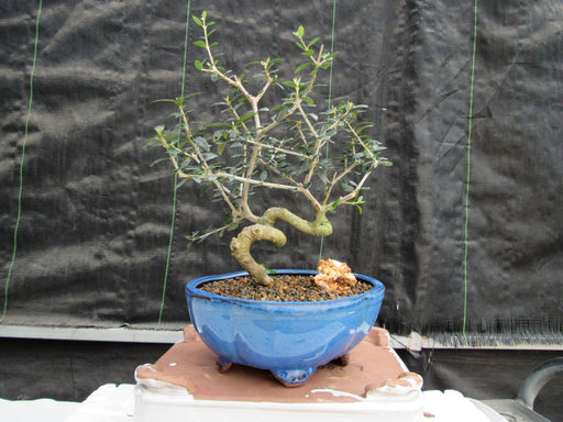 21 Year Old European Olive Coiled Trunk Style Specimen Bonsai Tree