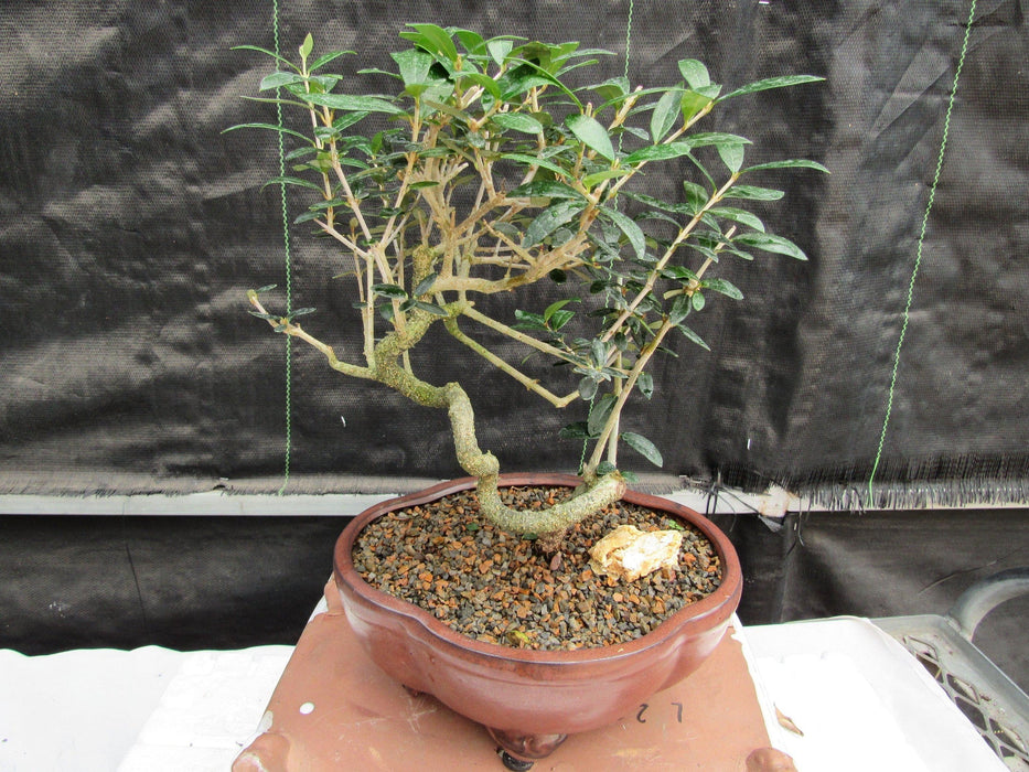 21 Year Old European Olive Literati Style Specimen Bonsai Tree Profile