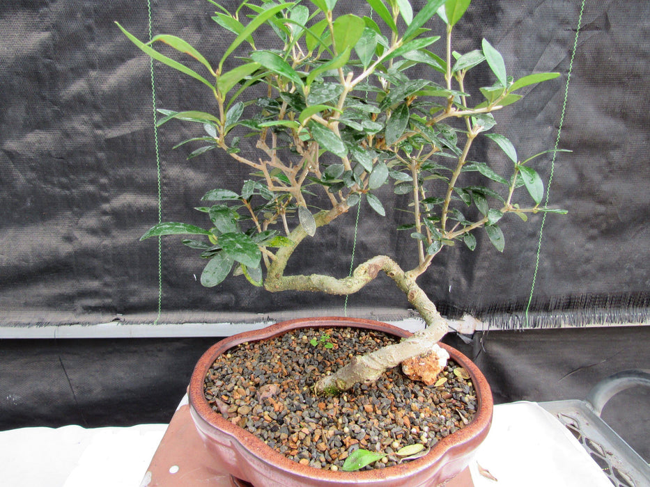 21 Year Old European Olive Literati Style Specimen Bonsai Tree Profile
