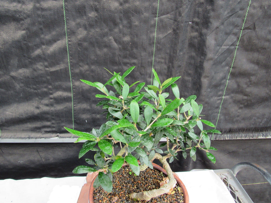 21 Year Old European Olive Literati Style Specimen Bonsai Tree Top