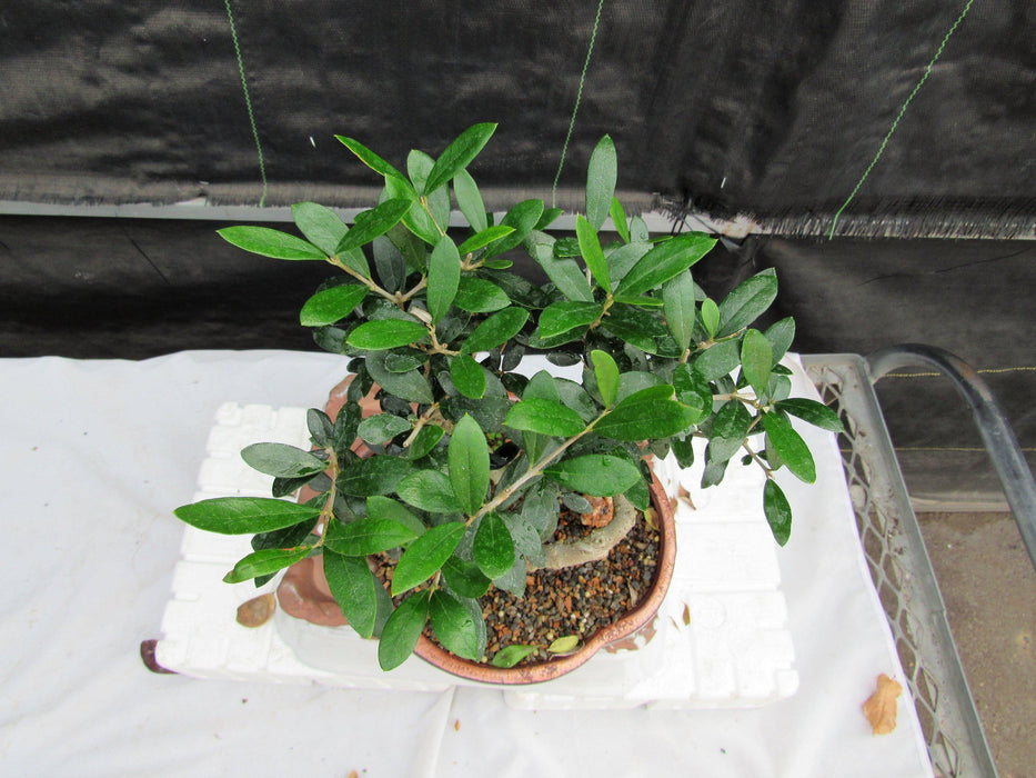 21 Year Old European Olive Literati Style Specimen Bonsai Tree Top Down