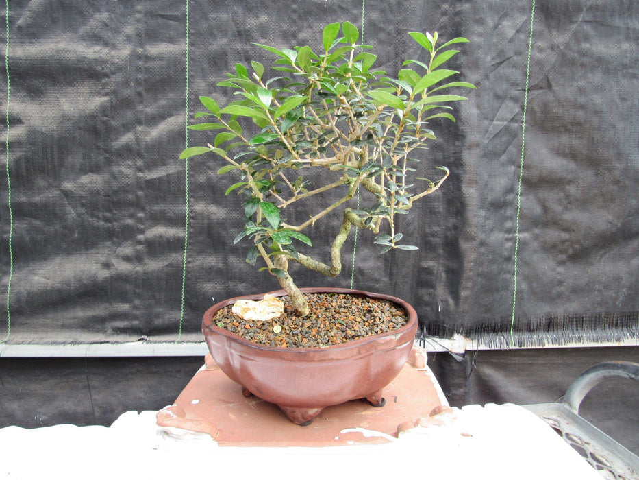 21 Year Old European Olive Literati Style Specimen Bonsai Tree Back