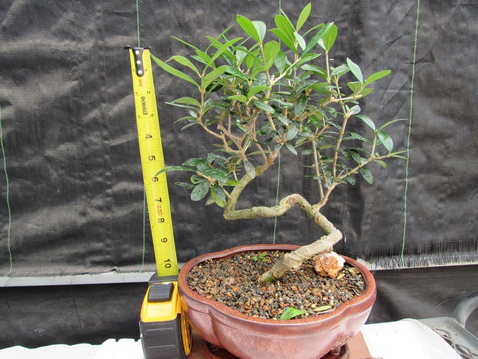 21 Year Old European Olive Literati Style Specimen Bonsai Tree Height