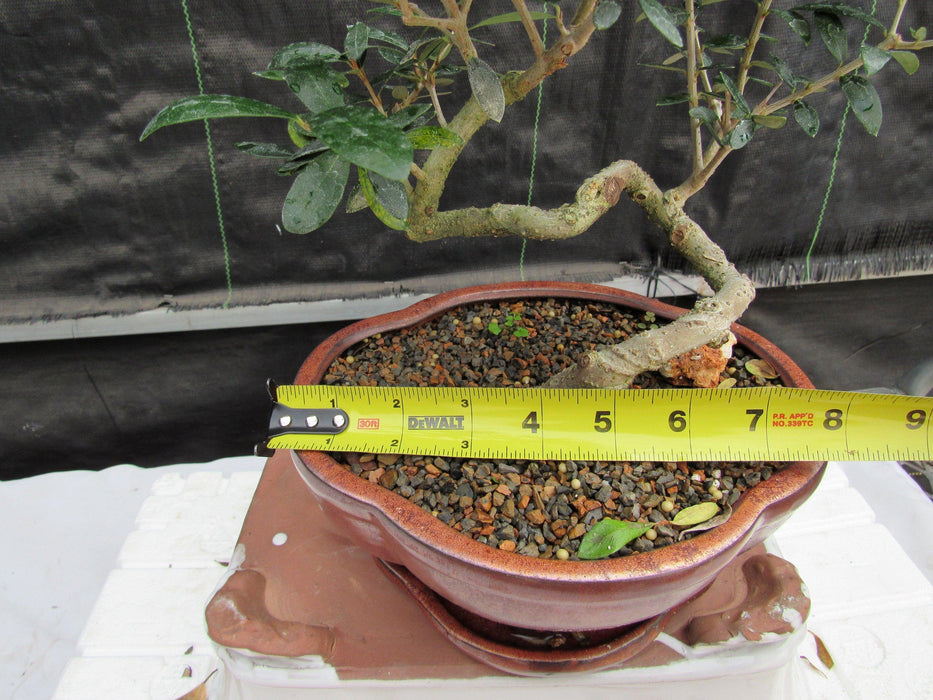 21 Year Old European Olive Literati Style Specimen Bonsai Tree Size