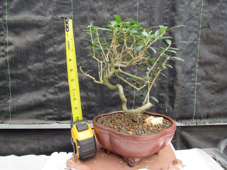 21 Year Old European Olive Literati Style Specimen Bonsai Tree Height