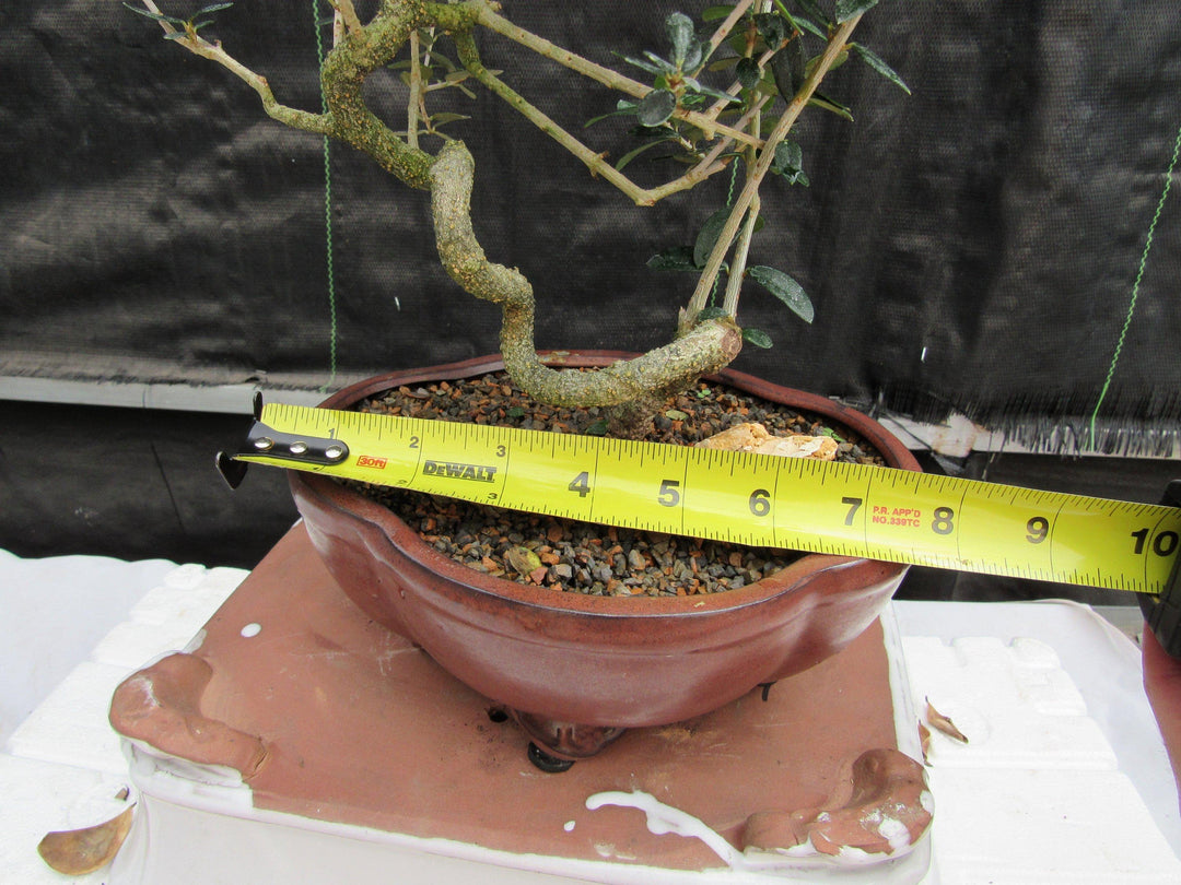 21 Year Old European Olive Literati Style Specimen Bonsai Tree Size