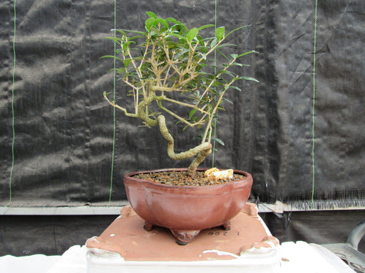 21 Year Old European Olive Literati Style Specimen Bonsai Tree