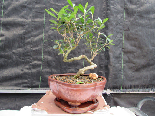 21 Year Old European Olive Literati Style Specimen Bonsai Tree