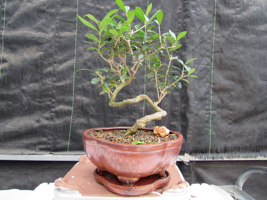 literati style bonsai tree 21 Year Old European Olive Literati Style Specimen Bonsai Tree