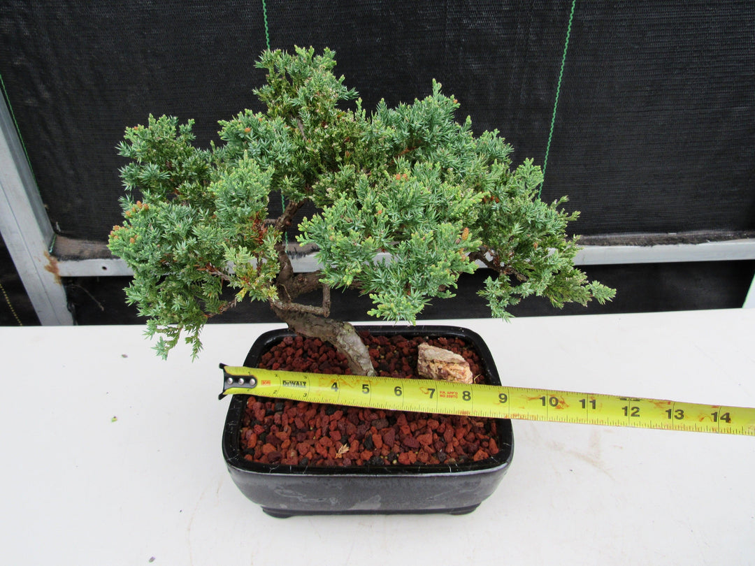 21 Year Old Juniper Specimen Bonsai Tree Size