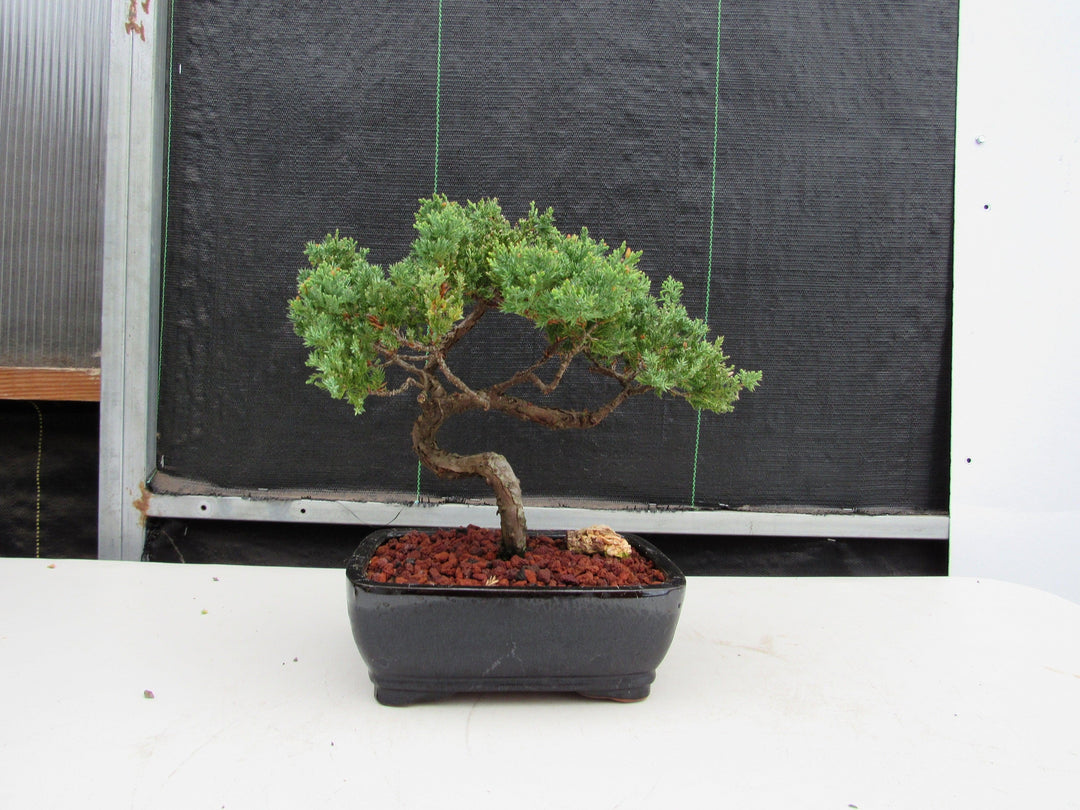 21 Year Old Juniper Specimen Bonsai Tree Profile