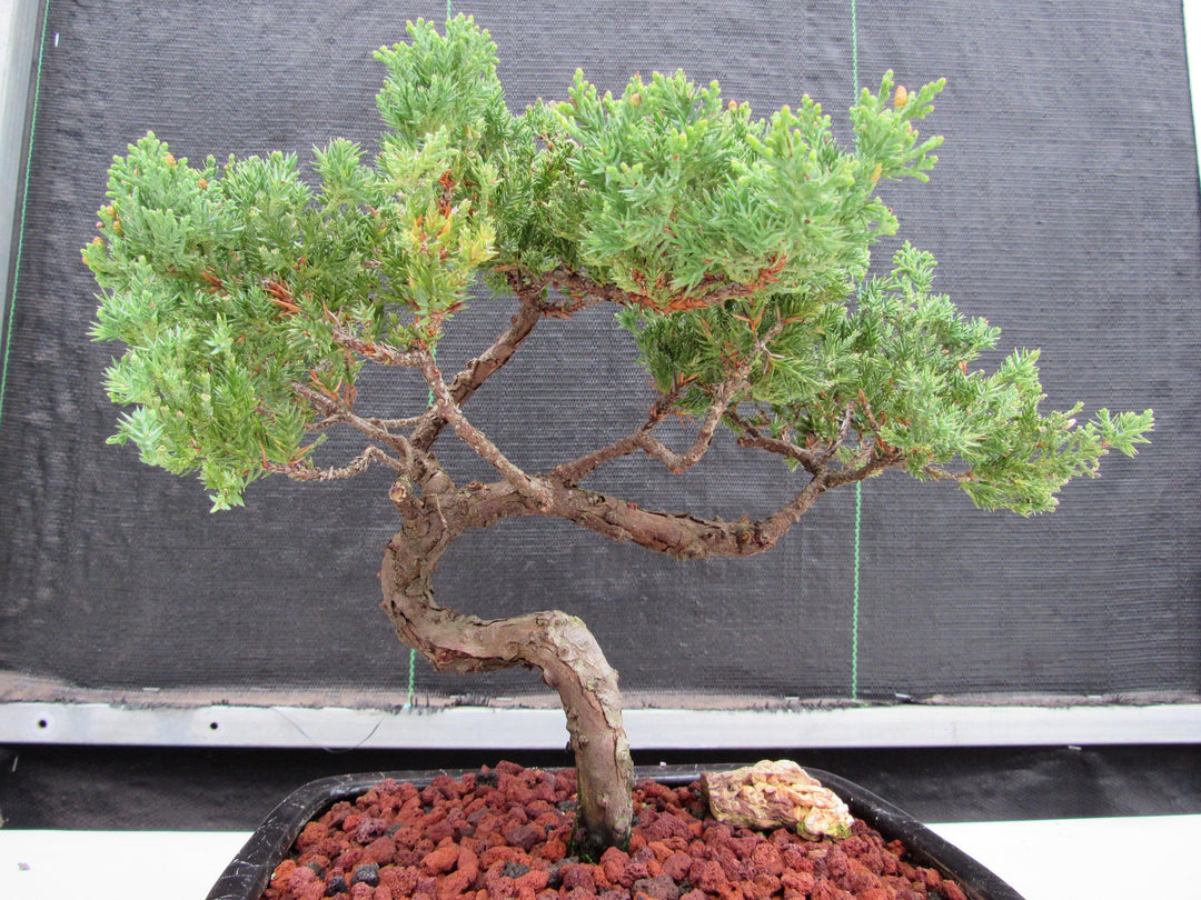 21 Year Old Juniper Specimen Bonsai Tree "S" Shape
