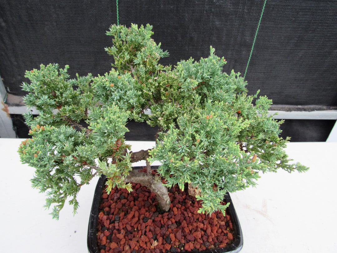 21 Year Old Juniper Specimen Bonsai Tree Canopy