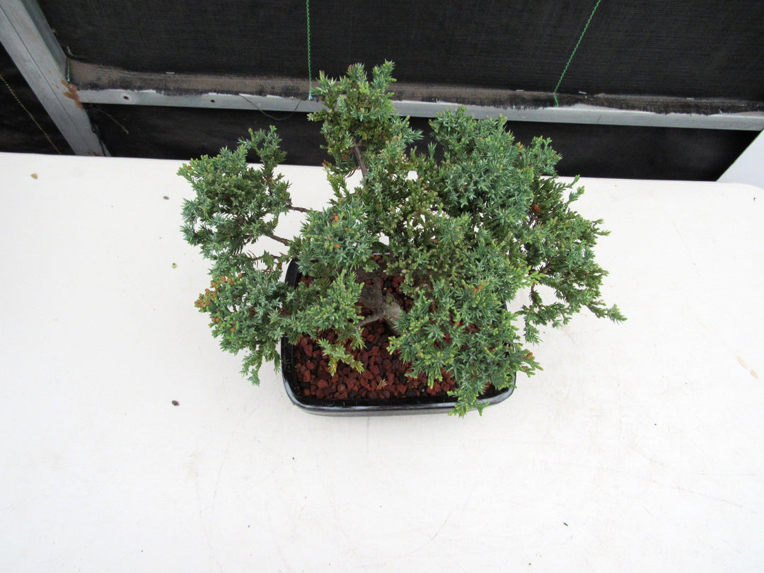 21 Year Old Juniper Specimen Bonsai Tree Birds Eye