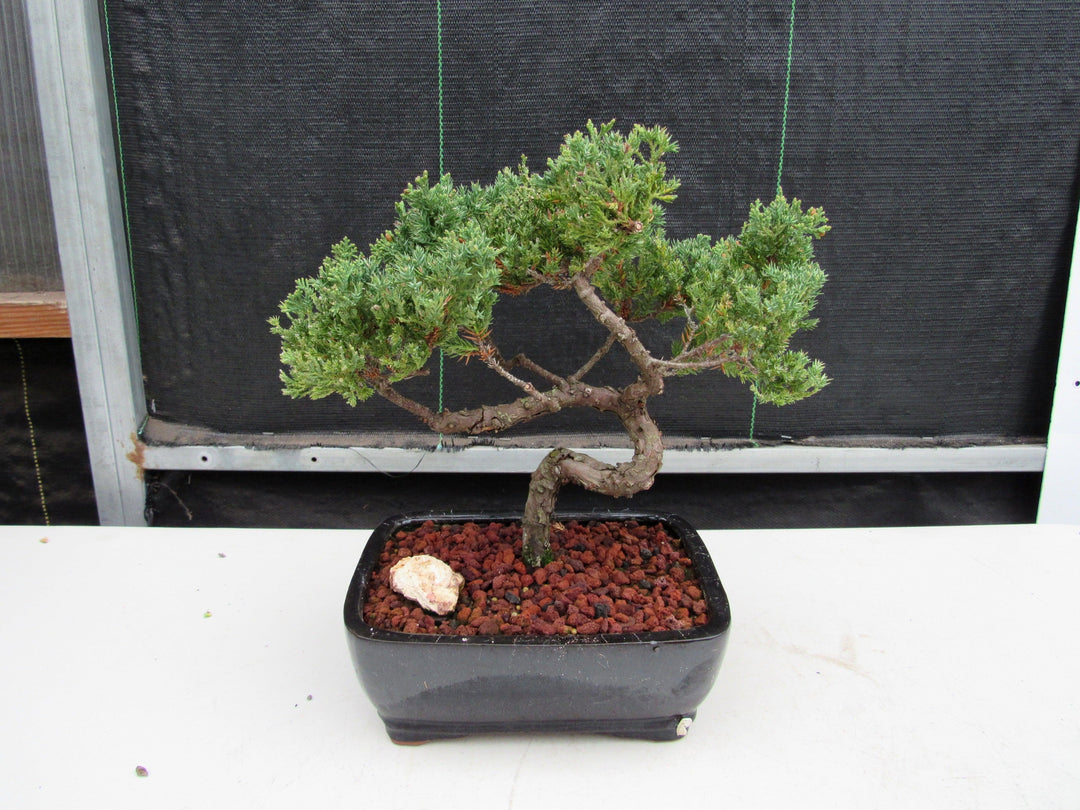 21 Year Old Juniper Specimen Bonsai Tree Back