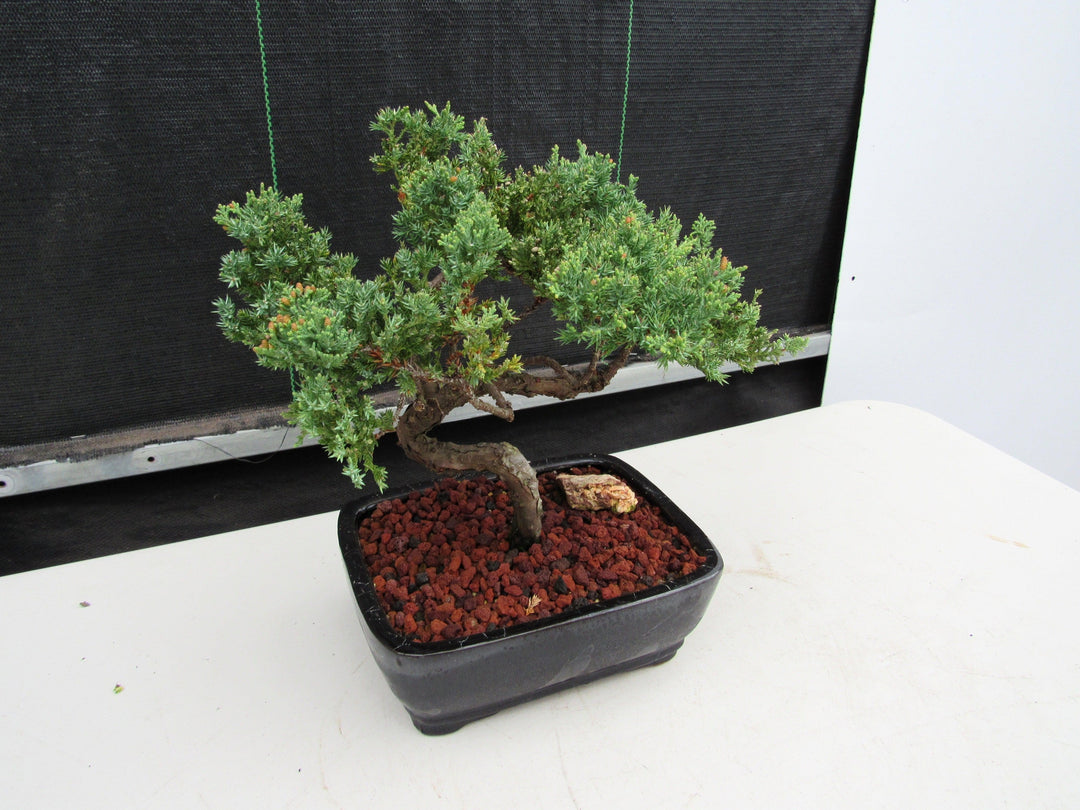 21 Year Old Juniper Specimen Bonsai Tree Side