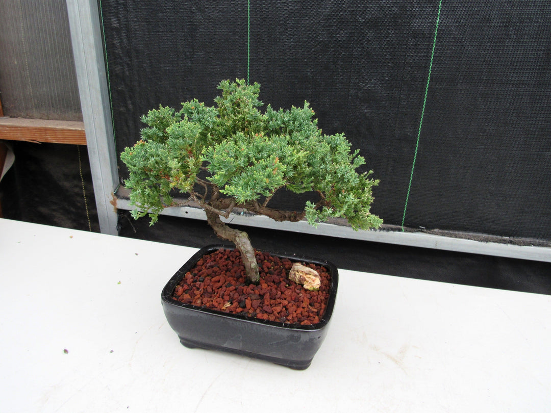21 Year Old Juniper Specimen Bonsai Tree Strong Side