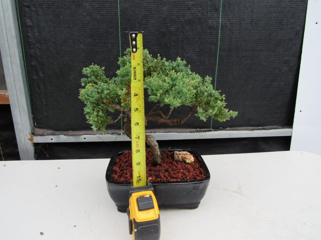 21 Year Old Juniper Specimen Bonsai Tree Height