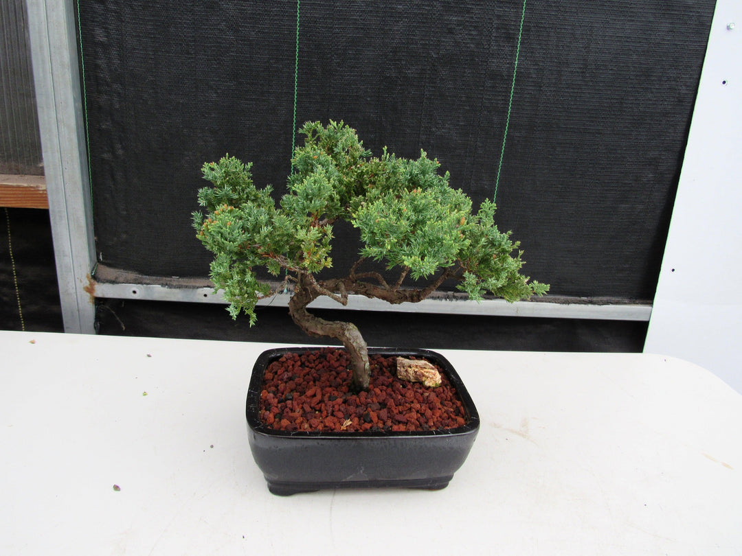 21 Year Old Juniper Specimen Bonsai Tree