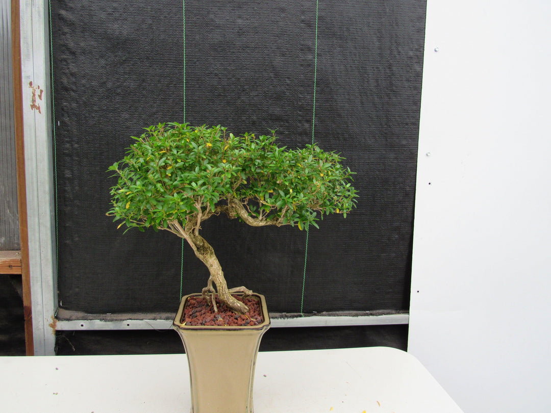 21 Year Old Thousand Star Serissa Flowering Semi Cascade Specimen Bonsai Tree Back