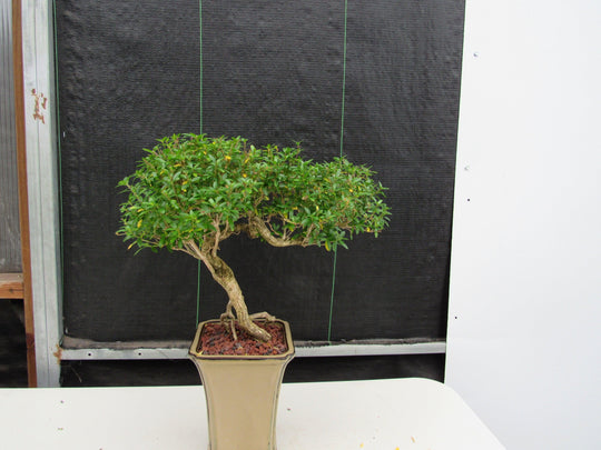 21 Year Old Thousand Star Serissa Flowering Semi Cascade