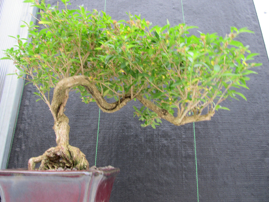 21 Year Old Thousand Star Serissa Flowering Semi Cascade Specimen Bonsai Tree Upward Shape