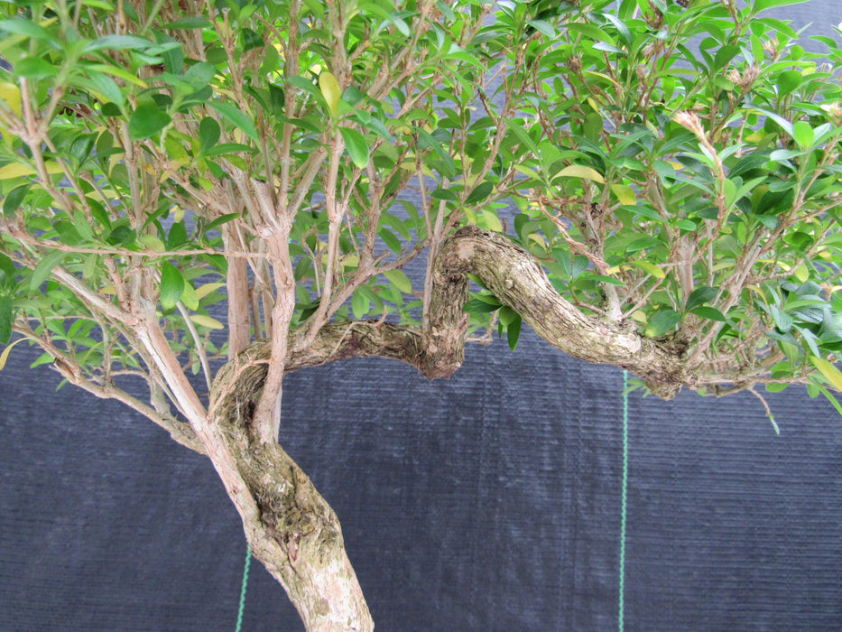 21 Year Old Thousand Star Serissa Flowering Semi Cascade Specimen Bonsai Tree Bark