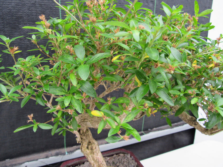 21 Year Old Thousand Star Serissa Flowering Semi Cascade Specimen Bonsai Tree Foliage