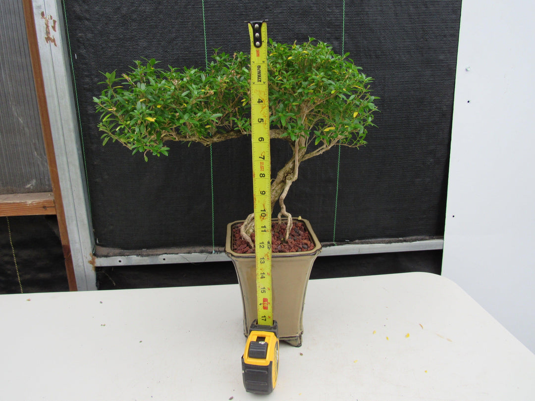 21 Year Old Thousand Star Serissa Flowering Semi Cascade Specimen Bonsai Tree Size