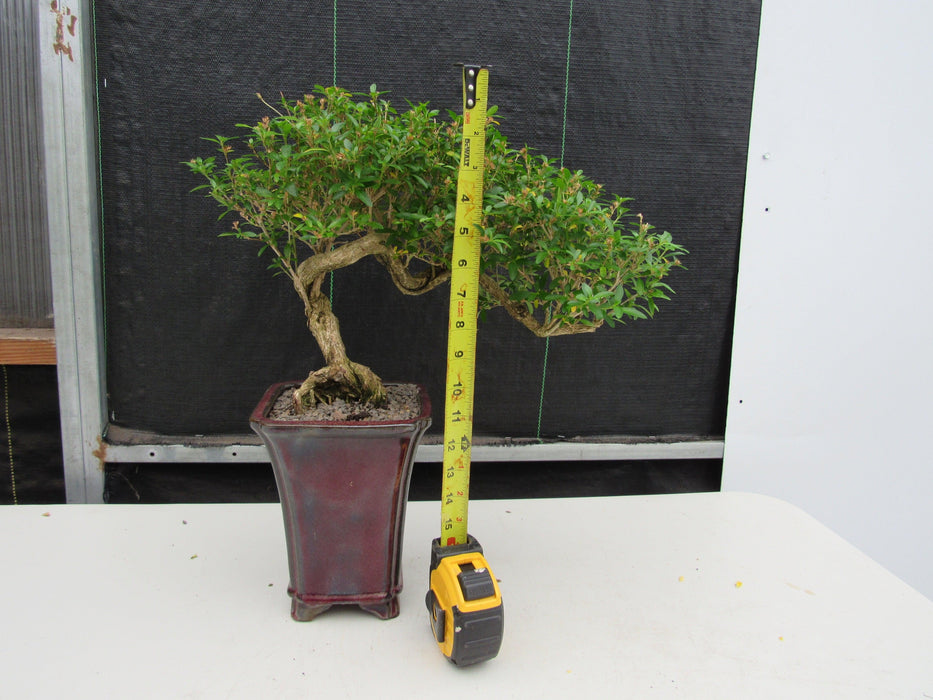 21 Year Old Thousand Star Serissa Flowering Semi Cascade Specimen Bonsai Tree Size