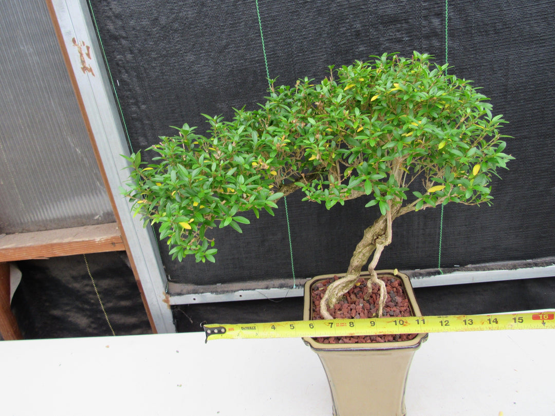 21 Year Old Thousand Star Serissa Flowering Semi Cascade Specimen Bonsai Tree Width
