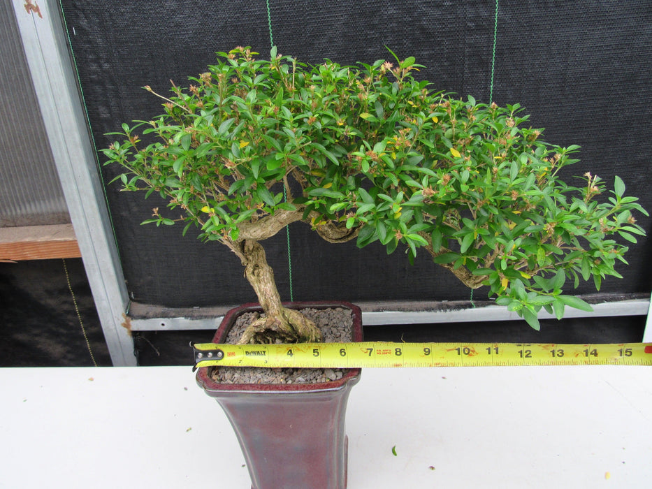 21 Year Old Thousand Star Serissa Flowering Semi Cascade Specimen Bonsai Tree Width