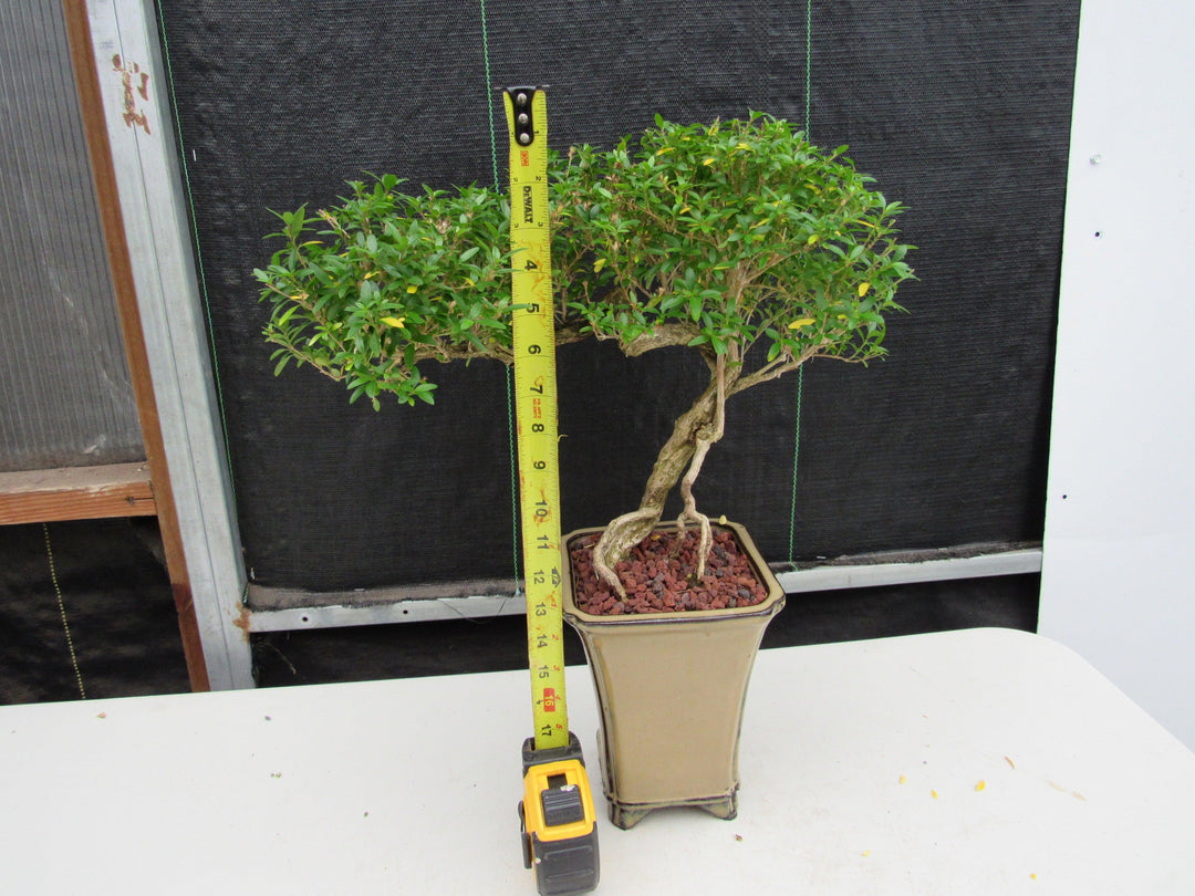21 Year Old Thousand Star Serissa Flowering Semi Cascade Specimen Bonsai Tree Tall
