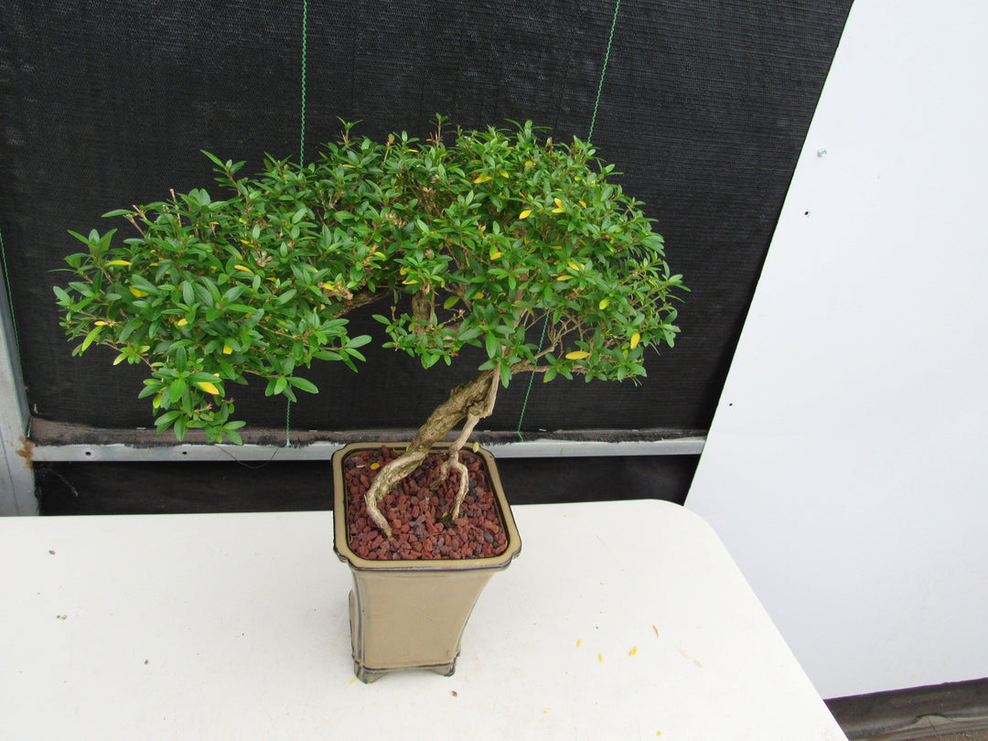 21 Year Old Thousand Star Serissa Flowering Semi Cascade Specimen Bonsai Tree Back Canopy