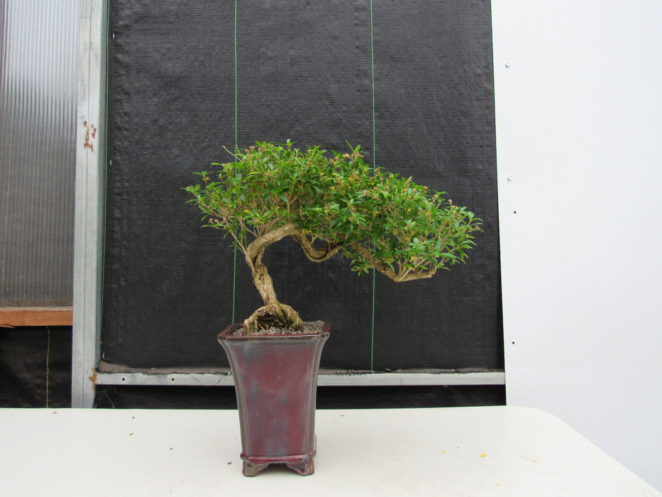 21 Year Old Thousand Star Serissa Flowering Semi Cascade Specimen Bonsai Tree Profile