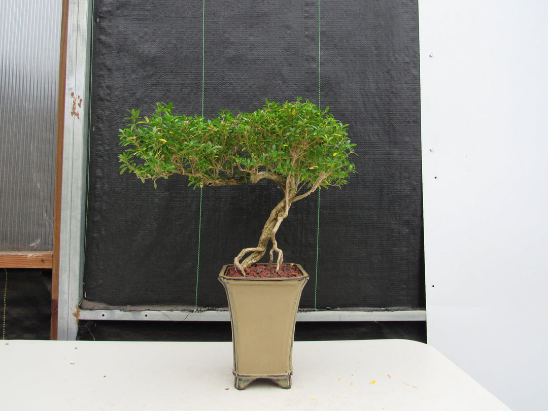 21 Year Old Thousand Star Serissa Flowering Semi Cascade Specimen Bonsai Tree Profile